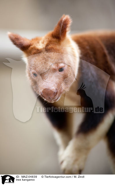 tree kangaroo / MAZ-04839