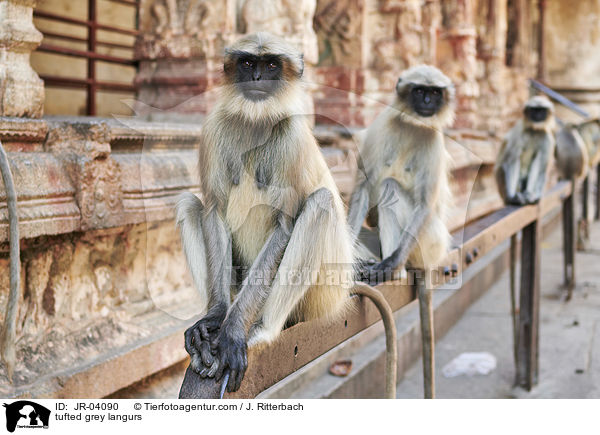 Sdliche Hanuman-Languren / tufted grey langurs / JR-04090