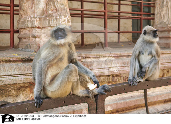 tufted grey langurs / JR-04093
