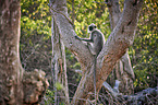 tufted grey langur