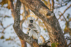 tufted grey langurs