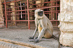 tufted grey langur