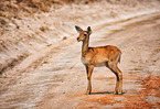 Ugandan kob