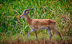 Ugandan kob