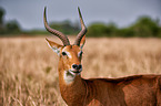 Ugandan kob
