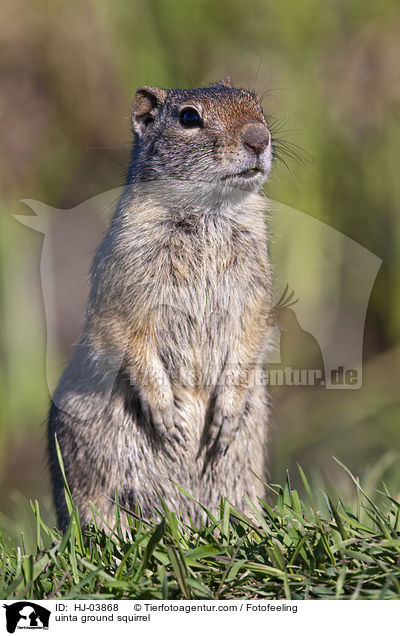 Uinta-Ziesel / uinta ground squirrel / HJ-03868