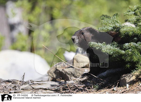 Vancouver Island marmot / FF-14200