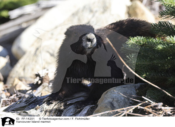 Vancouver Island marmot / FF-14201