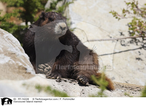 Vancouver Island marmot / FF-14228