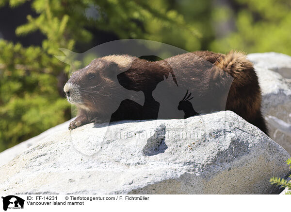 Vancouver-Murmeltier / Vancouver Island marmot / FF-14231