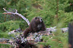 Vancouver Island marmot