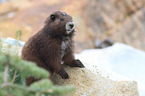 Vancouver Island marmot