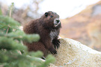 Vancouver Island marmot