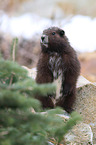 Vancouver Island marmot