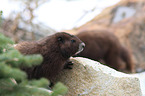Vancouver Island marmot