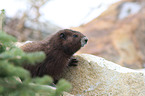 Vancouver Island marmot
