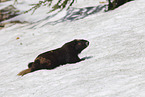 Vancouver Island marmot