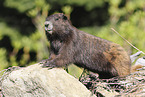 Vancouver Island marmot