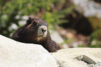 Vancouver Island marmot