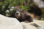 Vancouver Island marmot