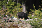 Vancouver Island marmot