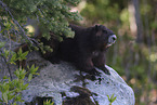 Vancouver Island marmot