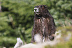Vancouver Island marmot
