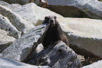 Vancouver Island marmot
