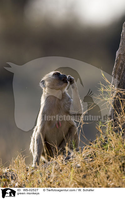 grne Meerkatze / green monkeys / WS-02527