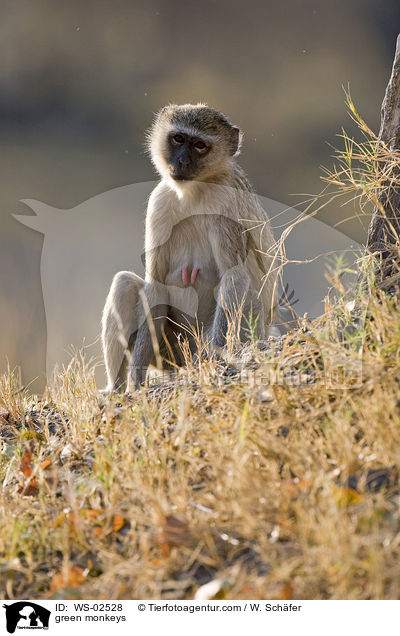 grne Meerkatze / green monkeys / WS-02528