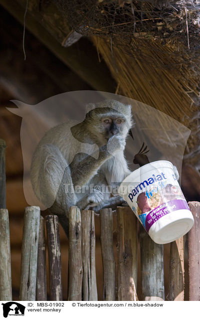 Grne Meerkatze / vervet monkey / MBS-01902
