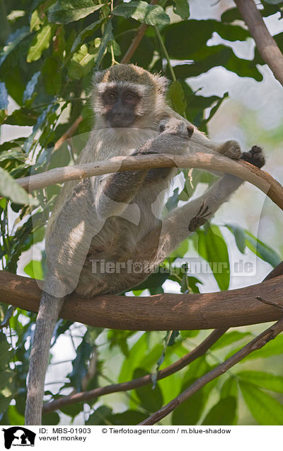 vervet monkey / MBS-01903