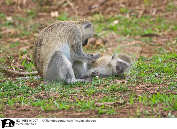 vervet monkey / MBS-01907