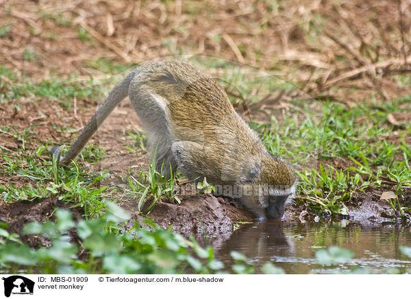 vervet monkey / MBS-01909
