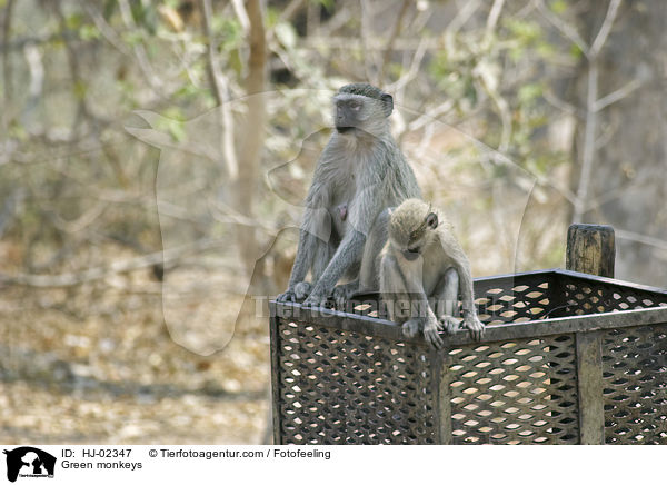 Green monkeys / HJ-02347