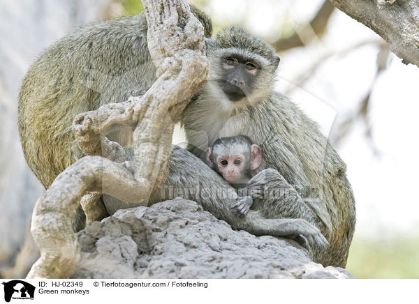 Green monkeys / HJ-02349