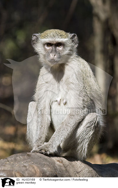 green monkey / HJ-03169
