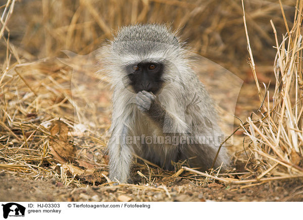 green monkey / HJ-03303