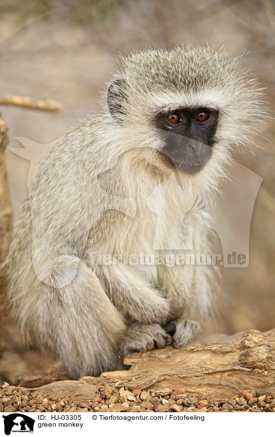 green monkey / HJ-03305