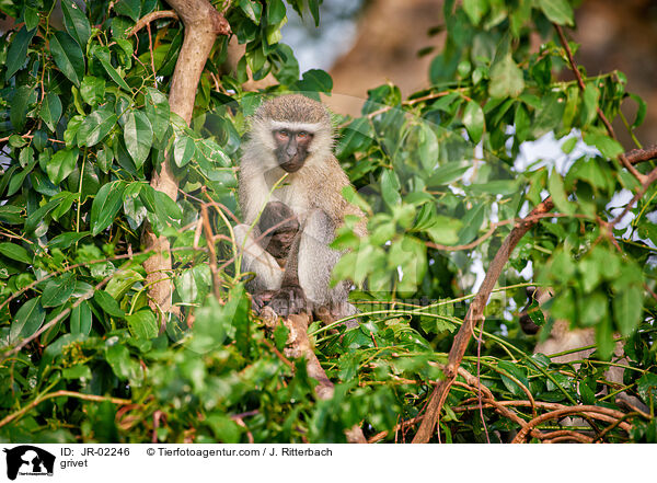 Grne Meerkatze / grivet / JR-02246