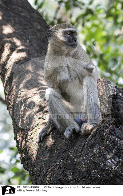 sitting Vervet Monkey / MBS-19689