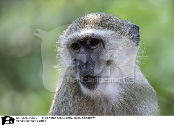 Grne Meerkatze Portrait / Vervet Monkey portrait / MBS-19692