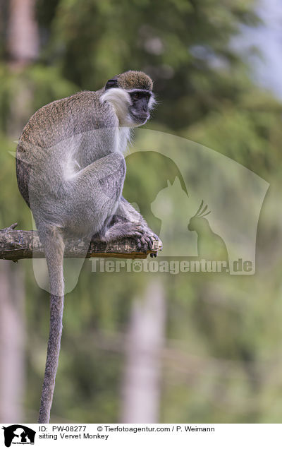 sitting Vervet Monkey / PW-08277