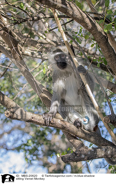 sitzende Grne Meerkatze / sitting Vervet Monkey / MBS-20620