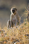 green monkeys
