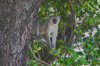 vervet monkey