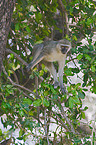 vervet monkey