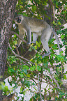 vervet monkey