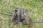 vervet monkey