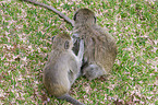 vervet monkey